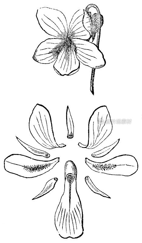 展示的紫罗兰花，花萼和花冠- 19世纪